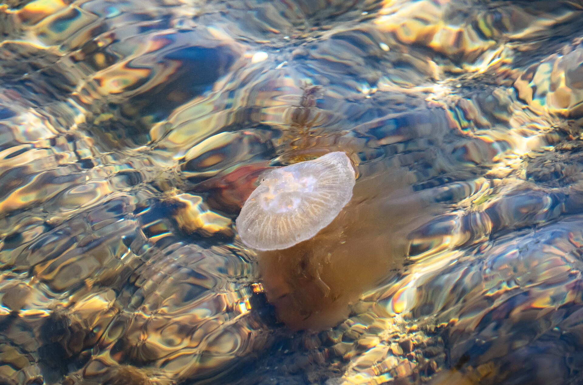 moon jellyfish in Phuket waters, the most common species