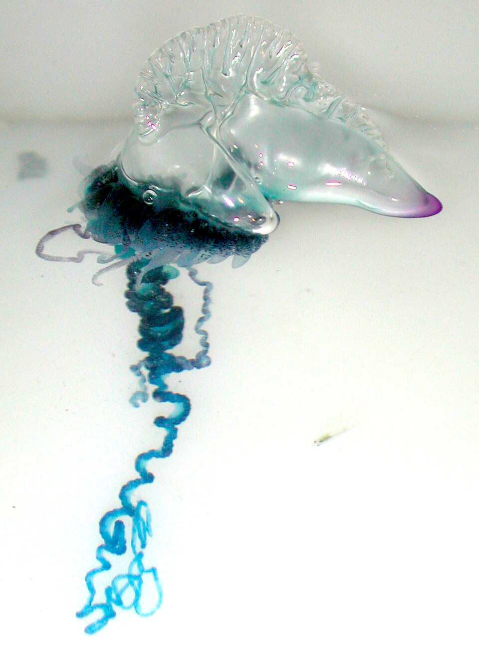 Portuguese man o' war, a stinging species reported in Phuket waters